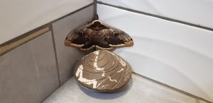 Papillon et céramique